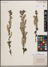 Foto von Salix cinerea L. x Salix phylicifolia L.